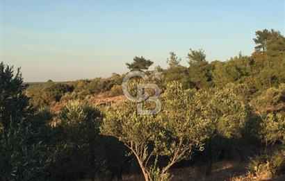 ÇANAKKALE EZİNE KEMALLI'DA SATILIK 3594 M2 ZEYTİNLİK