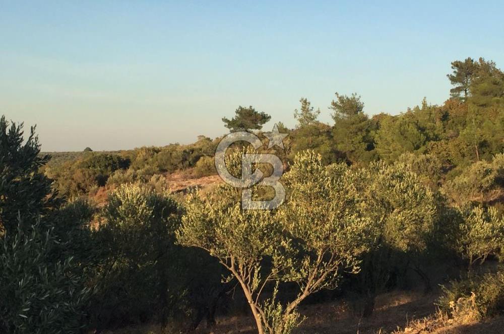 ÇANAKKALE EZİNE KEMALLI'DA SATILIK 3594 M2 ZEYTİNLİK