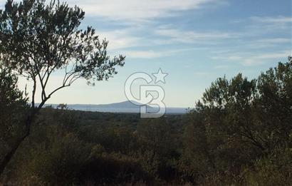 ÇANAKKALE EZİNE KEMALLI'DA SATILIK 3594 M2 ZEYTİNLİK