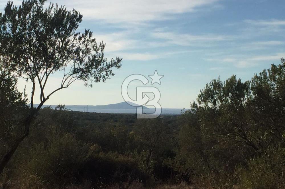 ÇANAKKALE EZİNE KEMALLI'DA SATILIK 3594 M2 ZEYTİNLİK