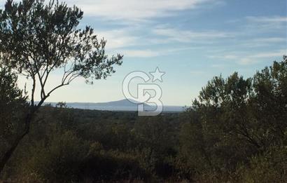 ÇANAKKALE EZİNE KEMALLI'DA SATILIK 3594 M2 ZEYTİNLİK