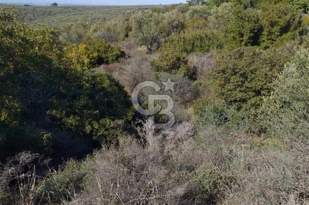 ÇANAKKALE EZİNE KEMALLI'DA SATILIK 3594 M2 ZEYTİNLİK