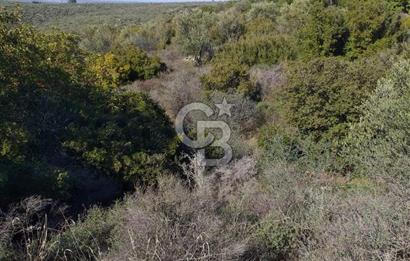 ÇANAKKALE EZİNE KEMALLI'DA SATILIK 3594 M2 ZEYTİNLİK