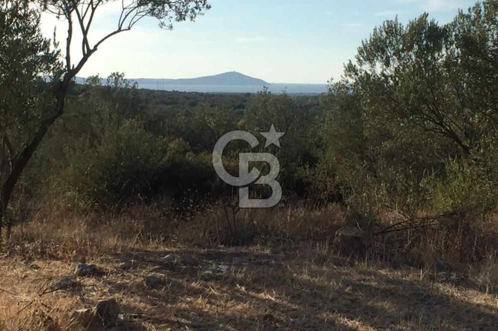 ÇANAKKALE EZİNE KEMALLI'DA SATILIK 3594 M2 ZEYTİNLİK
