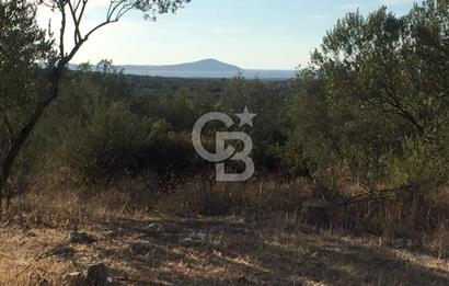 ÇANAKKALE EZİNE KEMALLI'DA SATILIK 3594 M2 ZEYTİNLİK