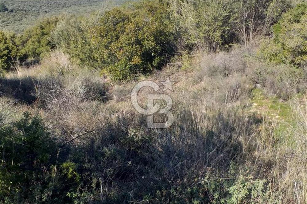 ÇANAKKALE EZİNE KEMALLI'DA SATILIK 3594 M2 ZEYTİNLİK