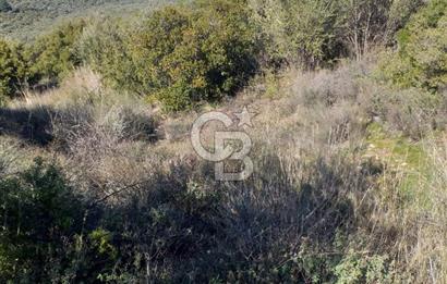 ÇANAKKALE EZİNE KEMALLI'DA SATILIK 3594 M2 ZEYTİNLİK