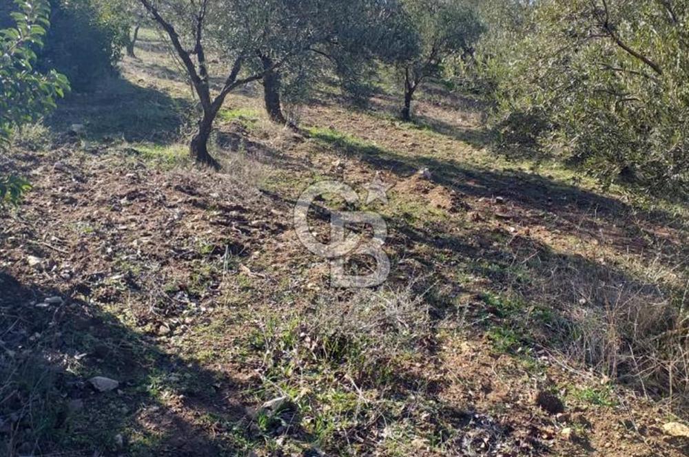 ÇANAKKALE EZİNE KEMALLI'DA SATILIK 3594 M2 ZEYTİNLİK