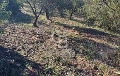 ÇANAKKALE EZİNE KEMALLI'DA SATILIK 3594 M2 ZEYTİNLİK