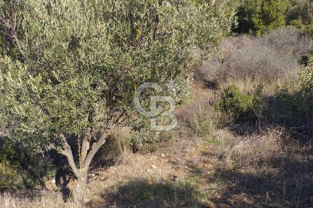 ÇANAKKALE EZİNE KEMALLI'DA SATILIK 3594 M2 ZEYTİNLİK