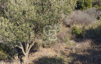 ÇANAKKALE EZİNE KEMALLI'DA SATILIK 3594 M2 ZEYTİNLİK