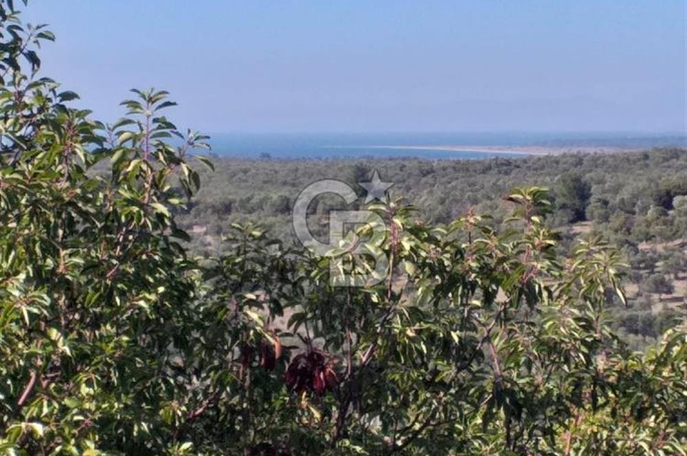 ÇANAKKALE EZİNE KEMALLI'DA SATILIK 3594 M2 ZEYTİNLİK