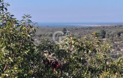 ÇANAKKALE EZİNE KEMALLI'DA SATILIK 3594 M2 ZEYTİNLİK