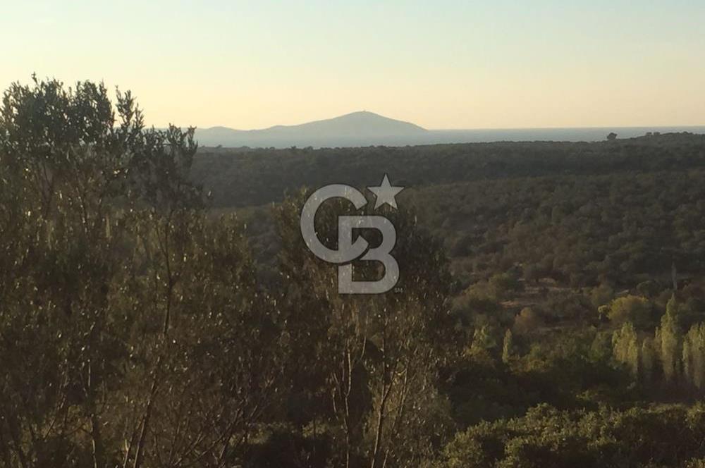 ÇANAKKALE EZİNE KEMALLI'DA SATILIK 3594 M2 ZEYTİNLİK