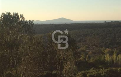 ÇANAKKALE EZİNE KEMALLI'DA SATILIK 3594 M2 ZEYTİNLİK