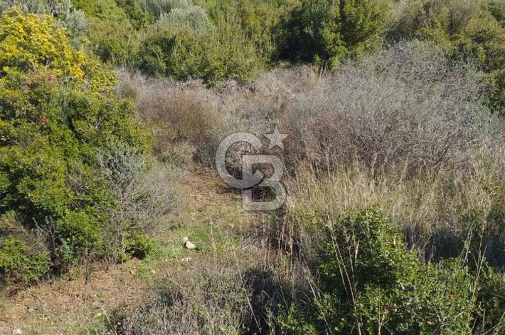 ÇANAKKALE EZİNE KEMALLI'DA SATILIK 3594 M2 ZEYTİNLİK