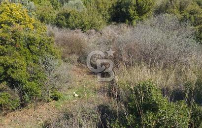 ÇANAKKALE EZİNE KEMALLI'DA SATILIK 3594 M2 ZEYTİNLİK