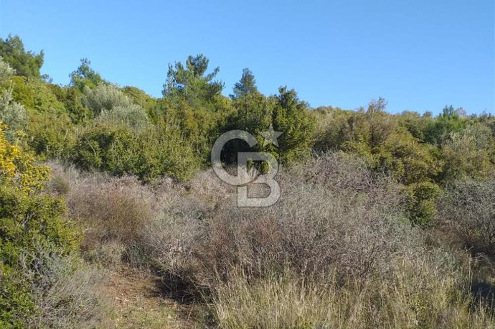 ÇANAKKALE EZİNE KEMALLI'DA SATILIK 3594 M2 ZEYTİNLİK