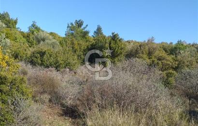 ÇANAKKALE EZİNE KEMALLI'DA SATILIK 3594 M2 ZEYTİNLİK