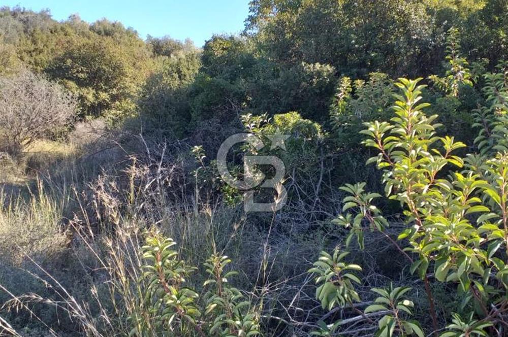 ÇANAKKALE EZİNE KEMALLI'DA SATILIK 3594 M2 ZEYTİNLİK