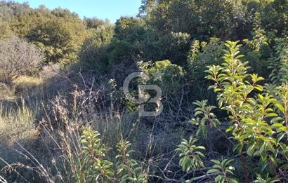 ÇANAKKALE EZİNE KEMALLI'DA SATILIK 3594 M2 ZEYTİNLİK