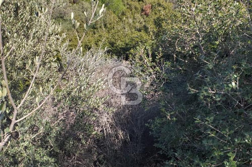 ÇANAKKALE EZİNE KEMALLI'DA SATILIK 3594 M2 ZEYTİNLİK