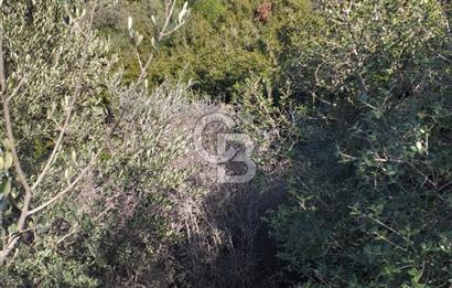 ÇANAKKALE EZİNE KEMALLI'DA SATILIK 3594 M2 ZEYTİNLİK