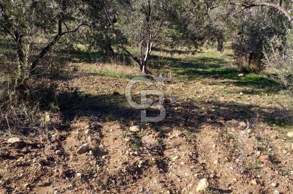 ÇANAKKALE EZİNE KEMALLI'DA SATILIK 3594 M2 ZEYTİNLİK
