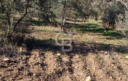 ÇANAKKALE EZİNE KEMALLI'DA SATILIK 3594 M2 ZEYTİNLİK