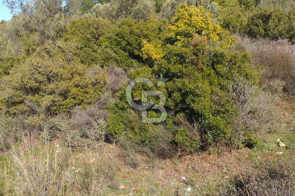 ÇANAKKALE EZİNE KEMALLI'DA SATILIK 3594 M2 ZEYTİNLİK