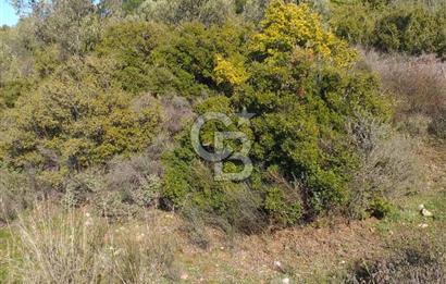 ÇANAKKALE EZİNE KEMALLI'DA SATILIK 3594 M2 ZEYTİNLİK