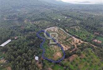 AYVALIK CUNDA ADASINDA DENİZ MANZARALI 3.577 M² ZEYTİNLİK - 5 - 323852