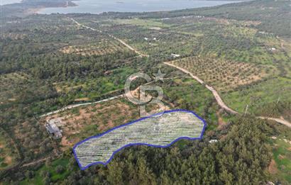 AYVALIK CUNDA ADASINDA DENİZ MANZARALI 3.577 M² ZEYTİNLİK