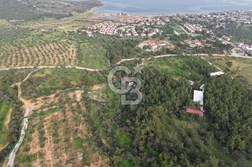 AYVALIK CUNDA ADASINDA DENİZ MANZARALI 3.577 M² ZEYTİNLİK