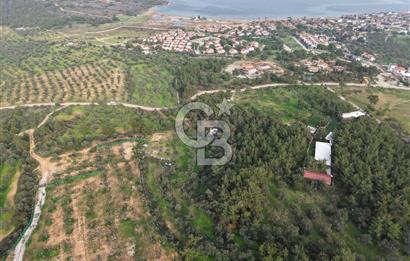 AYVALIK CUNDA ADASINDA DENİZ MANZARALI 3.577 M² ZEYTİNLİK
