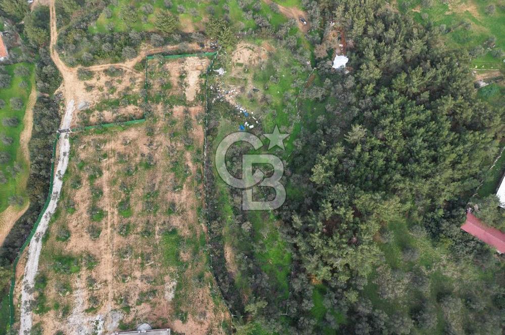 AYVALIK CUNDA ADASINDA DENİZ MANZARALI 3.577 M² ZEYTİNLİK