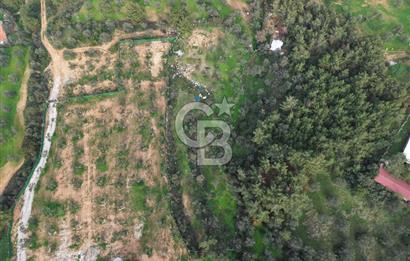 AYVALIK CUNDA ADASINDA DENİZ MANZARALI 3.577 M² ZEYTİNLİK
