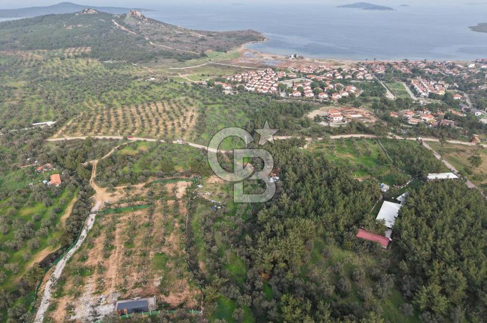 AYVALIK CUNDA ADASINDA DENİZ MANZARALI 3.577 M² ZEYTİNLİK