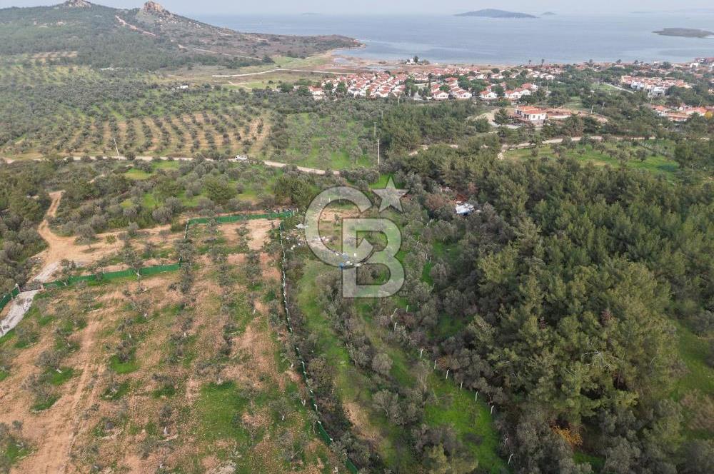 AYVALIK CUNDA ADASINDA DENİZ MANZARALI 3.577 M² ZEYTİNLİK