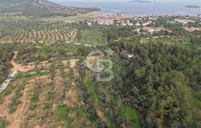 AYVALIK CUNDA ADASINDA DENİZ MANZARALI 3.577 M² ZEYTİNLİK