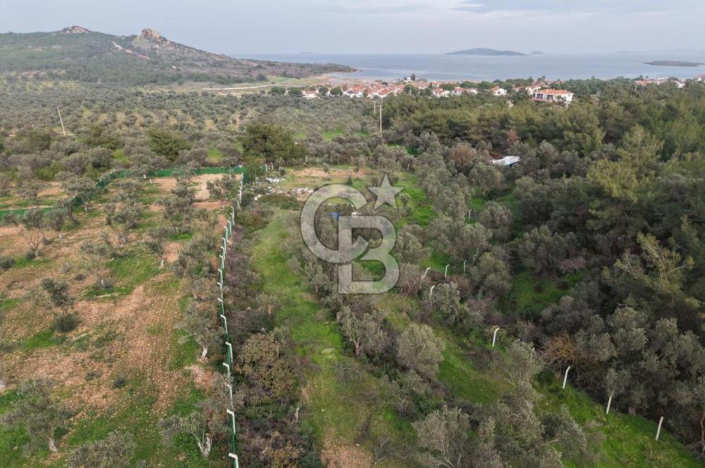 AYVALIK CUNDA ADASINDA DENİZ MANZARALI 3.577 M² ZEYTİNLİK