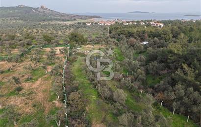 AYVALIK CUNDA ADASINDA DENİZ MANZARALI 3.577 M² ZEYTİNLİK