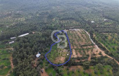 AYVALIK CUNDA ADASINDA DENİZ MANZARALI 3.577 M² ZEYTİNLİK