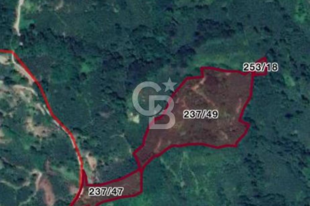 ORDU PERŞEMBE BOĞAZCIK KÖYÜNDE SATILIK VERİMLİ FINDIK BAHÇESİ