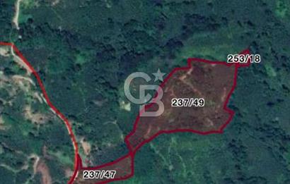 ORDU PERŞEMBE BOĞAZCIK KÖYÜNDE SATILIK VERİMLİ FINDIK BAHÇESİ