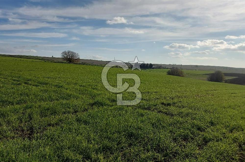 Tekirdağ Çorlu Türkgücü  Mahallesinde Satılık 7000 M2 Tarla 