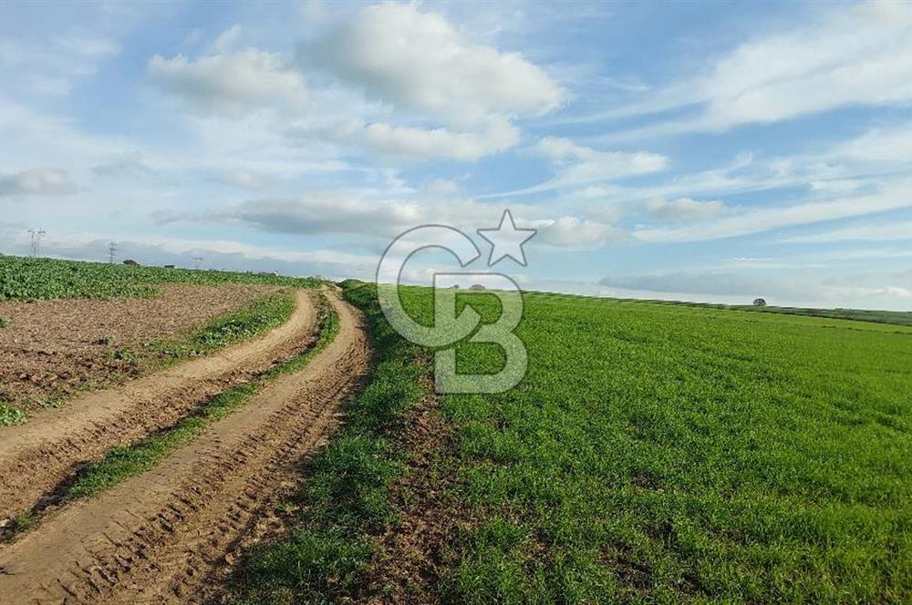 Tekirdağ Çorlu Türkgücü  Mahallesinde Satılık 7000 M2 Tarla 