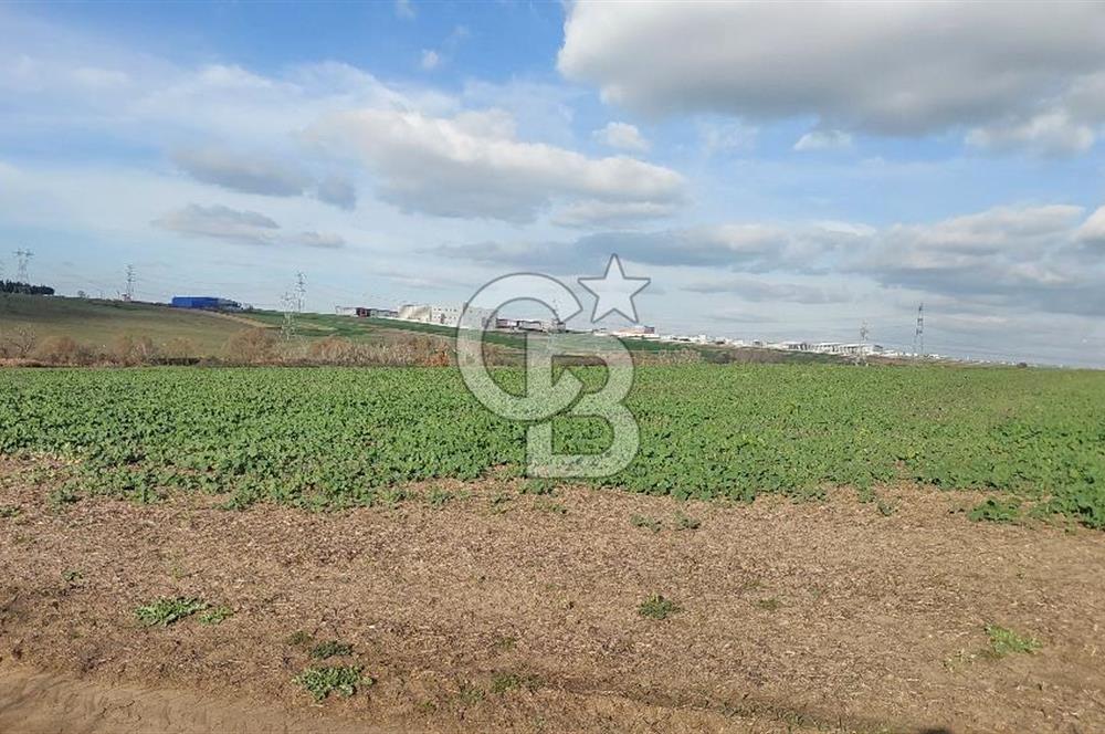 Tekirdağ Çorlu Türkgücü  Mahallesinde Satılık 7000 M2 Tarla 