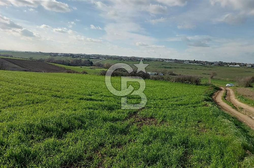 Tekirdağ Çorlu Türkgücü  Mahallesinde Satılık 7000 M2 Tarla 