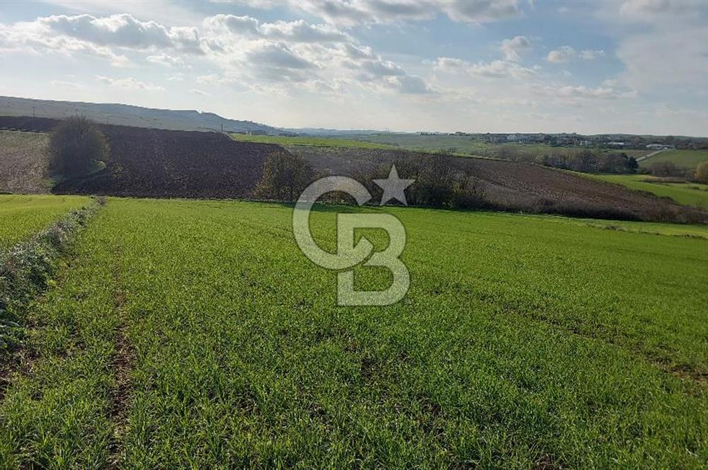 Tekirdağ Çorlu Türkgücü  Mahallesinde Satılık 7000 M2 Tarla 